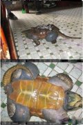 这只乌龟太胖了，连壳都无法阻止它